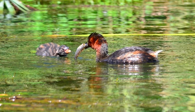 La pappa del tuffettino